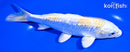 6.75" GINRIN LEMON HARIWAKE