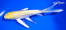 6.5" GINRIN YAMABUKI OGON BUTTERFLY