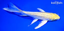 6.5" GINRIN YAMABUKI OGON BUTTERFLY