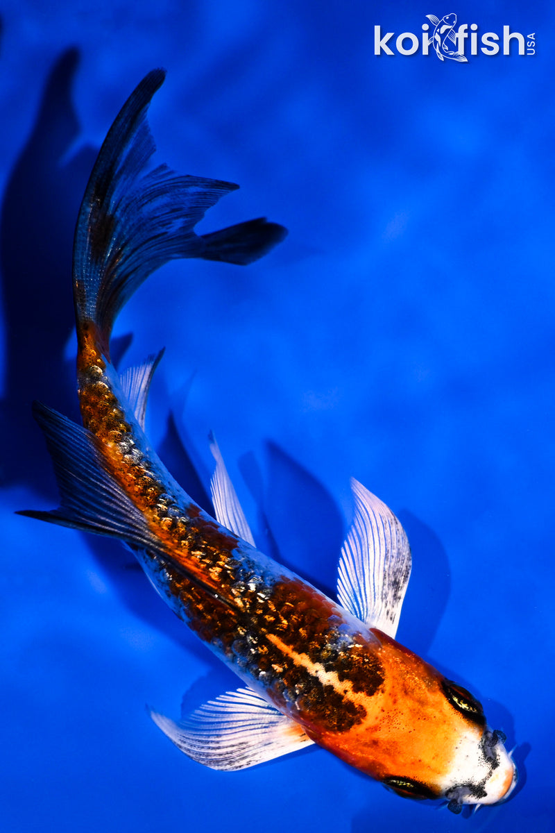 4.25" GINRIN KUJAKU BUTTERFLY