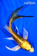 5" KIN KIKOKURYU BUTTERFLY
