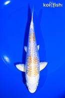 6.75" GINRIN LEMON HARIWAKE