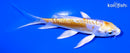 4.5" DOITSU LEMON HARIWAKE BUTTERFLY