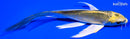 5.25" KIN KI MATSUBA BUTTERFLY