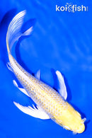 6.5" GINRIN YAMABUKI OGON BUTTERFLY