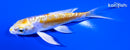 4.5" DOITSU LEMON HARIWAKE BUTTERFLY