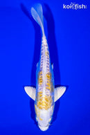 6.25" DOITSU LEMON HARIWAKE