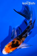 4.25" SANKE BUTTERFLY