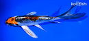 6.5" BENI KIKOKURYU BUTTERFLY