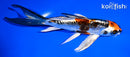 6.5" BENI KIKOKURYU BUTTERFLY