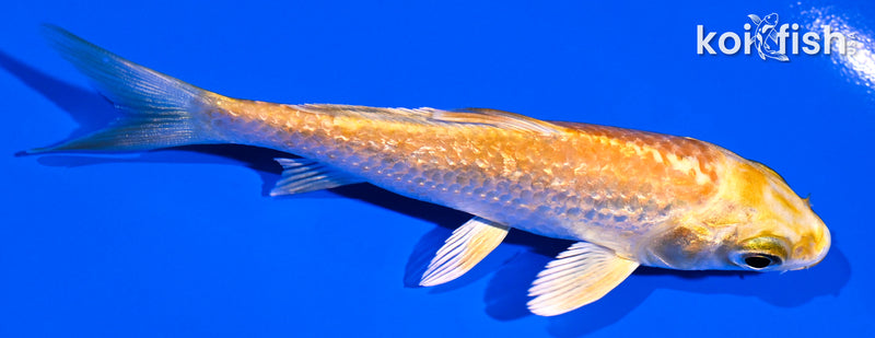 3.75" GINRIN YAMABUKI OGON