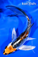 6.5" BENI KIKOKURYU BUTTERFLY