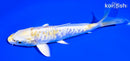 6.75" ARAGOKE LEMON HARIWAKE