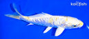 6.75" ARAGOKE LEMON HARIWAKE