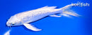 6.5" GINRIN PLATINUM OGON BUTTERFLY