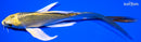 5.25" KIN KI MATSUBA BUTTERFLY