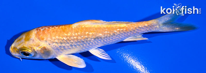 3.75" GINRIN YAMABUKI OGON