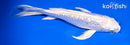 6.5" GINRIN PLATINUM OGON BUTTERFLY