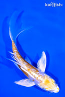 4.5" DOITSU LEMON HARIWAKE BUTTERFLY