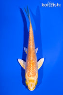 3.75" GINRIN YAMABUKI OGON