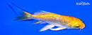 4.5" GINRIN YAMABUKI OGON BUTTERFLY