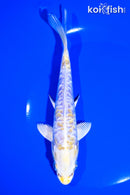 6.75" ARAGOKE LEMON HARIWAKE