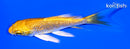 4.5" GINRIN YAMABUKI OGON BUTTERFLY