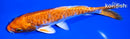 7" KIKUSUI