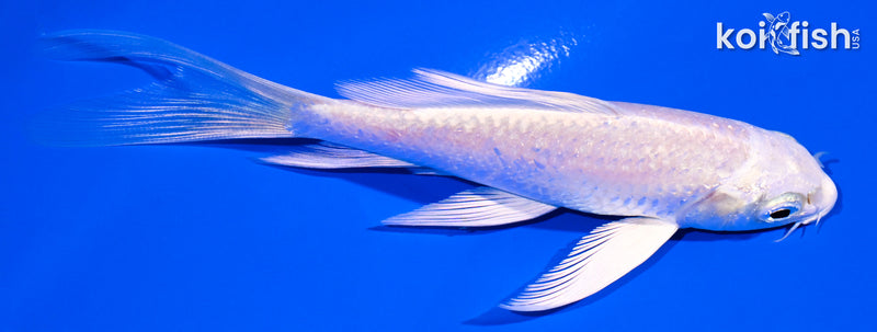 4.5" PLATINUM OGON BUTTERFLY