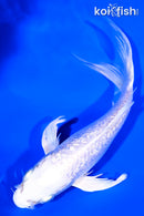 6.5" GINRIN PLATINUM OGON BUTTERFLY