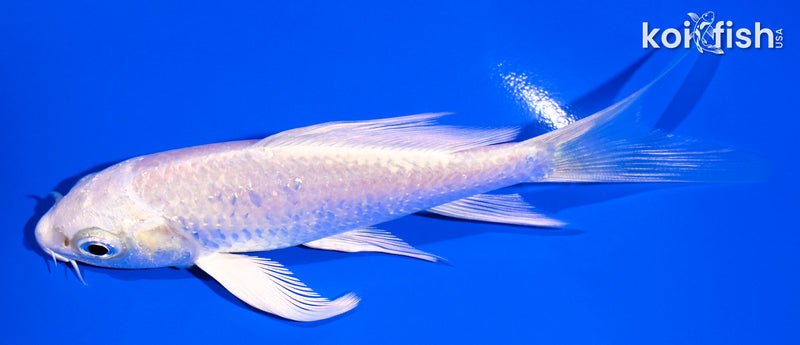 4.5" PLATINUM OGON BUTTERFLY