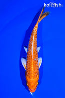 7" KIKUSUI