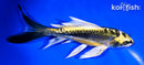 6" KIN KIKOKURYU BUTTERFLY