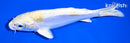 6.25" DOITSU LEMON HARIWAKE