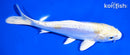 6.25" DOITSU LEMON HARIWAKE