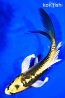 6" KIN KIKOKURYU BUTTERFLY