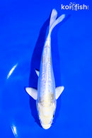 6.25" DOITSU LEMON HARIWAKE