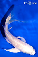 4.5" PLATINUM OGON BUTTERFLY