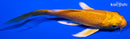 3.75" YAMABUKI OGON BUTTERFLY