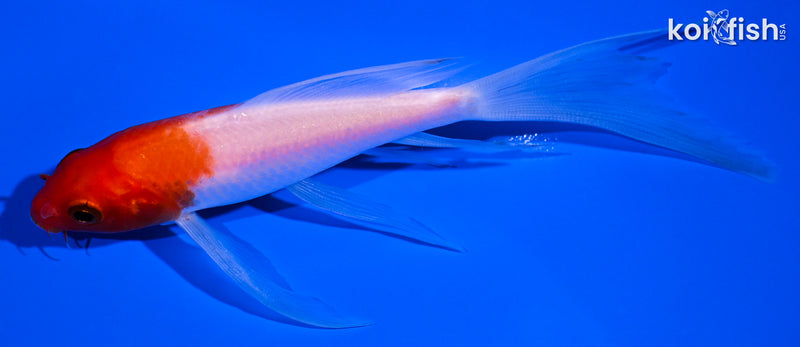 5" KOHAKU BUTTERFLY