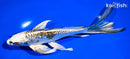 7" GINRIN KUJAKU BUTTERFLY