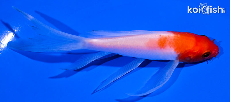 5" KOHAKU BUTTERFLY