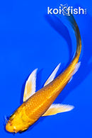3.75" YAMABUKI OGON BUTTERFLY
