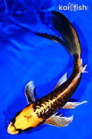 9.25" DOITSU ORENJI MATSUBA BUTTERFLY