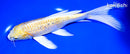 8.75" GINRIN YAMABUKI OGON BUTTERFLY