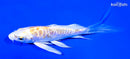 5" DOITSU LEMON HAIRWAKE BUTTERFLY