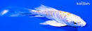 5" DOITSU LEMON HAIRWAKE BUTTERFLY