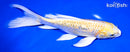 8.75" GINRIN YAMABUKI OGON BUTTERFLY