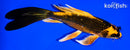 6.75" ORENJI MATSUBA BUTTERFLY