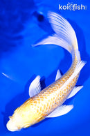 8.75" GINRIN YAMABUKI OGON BUTTERFLY
